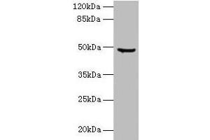 Western blot All lanes: CPA2 antibody at 1. (Carboxypeptidase A2 anticorps  (AA 115-419))