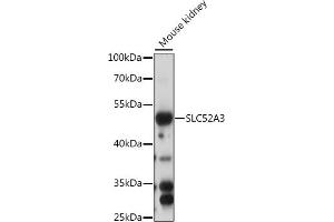 Western blot analysis of extracts of mouse kidney, using SLC52 antibody (ABIN7270472) at 1:1000 dilution.