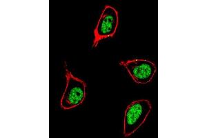 Confocal immunofluorescent analysis of PCNA Antibody (C-term) (ABIN389344 and ABIN2839453) with 293 cell followed by Alexa Fluor 488-conjugated goat anti-rabbit lgG (green). (PCNA anticorps  (C-Term))