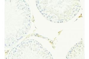 ABIN6276968 at 1/100 staining Mouse testis tissue by IHC-P.