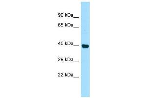 Host:  Rabbit  Target Name:  Pdcd2  Sample Type:  Rat Kidney lysates  Antibody Dilution:  1. (PDCD2 anticorps  (Middle Region))