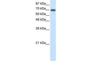 Western Blotting (WB) image for anti-Cysteinyl-tRNA Synthetase (CARS) antibody (ABIN2462086) (CARS anticorps)