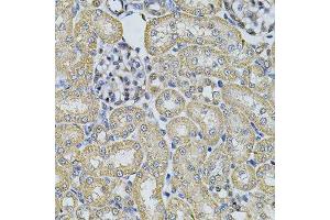 Immunohistochemistry of paraffin-embedded rat kidney using AP2A1 Antibody.