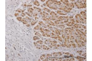 Immunoperoxidase of purified MaxPab antibody to IL17C on formalin-fixed paraffin-embedded human pancreas. (IL17C anticorps  (AA 1-197))