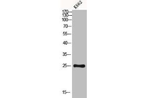Western blot analysis of K562 using Dectin-2 antibody. (C-Type Lectin Domain Family 6, Member A (CLEC6A) (Internal Region) anticorps)