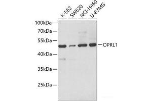 Western blot analysis of extracts of various cell lines using OPRL1 Polyclonal Antibody at dilution of 1:500. (OPRL1 anticorps)