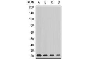Western blot analysis of AGR2 expression in HT29 (A), MCF7 (B), mouse liver (C), rat lung (D) whole cell lysates. (AGR2 anticorps)