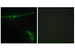 Immunofluorescence (IF) image for anti-Laminin, alpha 2 (LAMA2) (Internal Region) antibody (ABIN1850444) (Laminin anticorps  (Internal Region))