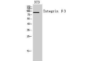 Western Blotting (WB) image for anti-Integrin beta 3 (ITGB3) (Internal Region) antibody (ABIN3181437)