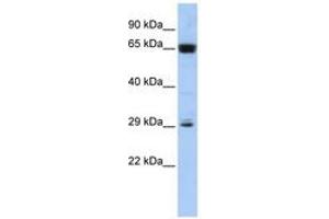 Image no. 1 for anti-Chromosome 6 Open Reading Frame 223 (C6orf223) (C-Term) antibody (ABIN6741352) (C6orf223 anticorps  (C-Term))