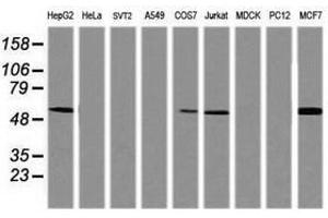 Image no. 2 for anti-TAP Binding Protein-Like (TAPBPL) antibody (ABIN1501300) (TAPBPL anticorps)