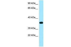 WB Suggested Anti-FOLR2 Antibody Titration: 1. (FOLR2 anticorps  (C-Term))