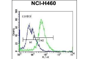 PLCL2 Antibody (C-term) (ABIN655943 and ABIN2845332) flow cytometric analysis of NCI- cells (right histogram) compared to a negative control cell (left histogram). (PLCL2 anticorps  (C-Term))