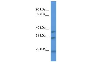 WB Suggested Anti-Necap1 Antibody Titration: 0. (NECAP1 anticorps  (N-Term))