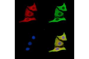 ABIN7096618 and ABIN7100682 staining HepG2 cells by IF/ICC.