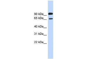 WB Suggested Anti-LARGE Antibody Titration:  0. (LARGE anticorps  (Middle Region))