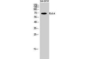 Western Blotting (WB) image for anti-Potassium Voltage-Gated Channel, Shaw-Related Subfamily, Member 4 (KCNC4) (Ser676) antibody (ABIN3180144) (Kv3.4 anticorps  (Ser676))