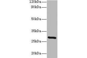 Western blot All lanes: INMT antibody at 2 μg/mL + Mouse lung tissue Secondary Goat polyclonal to rabbit lgG at 1/15000 dilution Predicted band size: 29 kDa Observed band size: 29 kDa