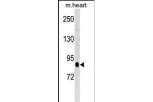 CUL2 Antibody (N-term) (ABIN1539078 and ABIN2848572) western blot analysis in mouse heart tissue lysates (35 μg/lane). (Cullin 2 anticorps  (N-Term))