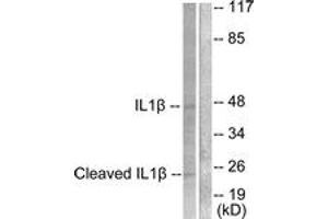 Western blot analysis of extracts from NIH-3T3 cells, treated with Etoposide 25uM 60', using IL-1 beta (Cleaved-Asp210) Antibody. (IL-1 beta anticorps  (Cleaved-Asp210))