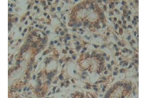 DAB staining on IHC-P; Samples: Human Stomach Tissue (FAM3D anticorps  (AA 26-224))