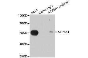 Immunoprecipitation analysis of 200ug extracts of MCF-7 cells using 1ug ATP5A1 antibody.