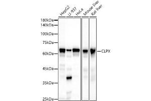 Western blot analysis of extracts of various cell lines, using CLPX antibody (ABIN7266417) at 1:500 dilution. (CLPX anticorps)