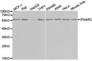 Western Blotting (WB) image for anti-Interferon alpha/beta Receptor 2 (IFNAR2) antibody (ABIN1873150) (IFNAR2 anticorps)