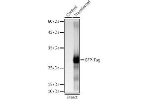 Western blot analysis of extracts of normal Eukaryotic expression of GFP and Eukaryotic expression of GFP transfected with GFP Protein, using Rabbit anti GFP-Tag antibody (ABIN7267512) at 1:1:5000 dilution. (GFP anticorps)