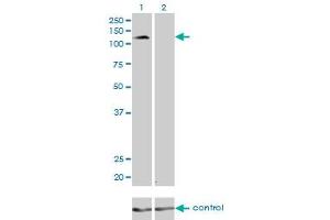Western blot analysis of PCDH8 over-expressed 293 cell line, cotransfected with PCDH8 Validated Chimera RNAi (Lane 2) or non-transfected control (Lane 1).
