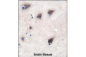 Formalin-fixed and paraffin-embedded human brain tissue reacted with CYP2R1 antibody (C-term), which was peroxidase-conjugated to the secondary antibody, followed by DAB staining.