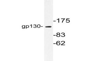 Image no. 1 for anti-Interleukin 6 Signal Transducer (Gp130, Oncostatin M Receptor) (IL6ST) antibody (ABIN272005) (CD130/gp130 anticorps)