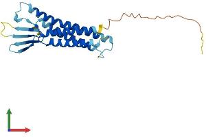 AlphaFold protein structure predicition of Mouse Recombinant Cldn6 Protein, UniprotID Q9Z262