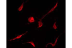 ABIN6267462 staining K562 by IF/ICC.