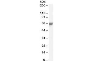 Western blot testing of human umbilical cord lysate with FOXO1 antibody at 0. (FOXO1 anticorps)
