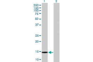 Western Blot analysis of GALNT1 expression in transfected 293T cell line by GALNT1 MaxPab polyclonal antibody. (Galnt1 anticorps  (AA 1-105))