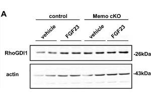Malfunctioning Rho-GTPase network in kidneys from Memo cKO (cKO) mice. (ARHGDIA anticorps  (AA 1-204))