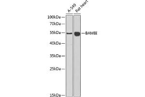 Western blot analysis of extracts of various cell lines, using BAMBI antibody (ABIN6129985, ABIN6137440, ABIN6137442 and ABIN6222192) at 1:1000 dilution. (BAMBI anticorps  (AA 21-152))