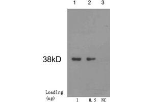 Loading: Cre recombinase proteinPrimary antibody: 1 µg/mL Mouse Anti-Cre Recombinase Monoclonal Antibody (ABIN398566) Secondary antibody: Goat Anti-Mouse IgG (H&L) [HRP] Polyclonal Antibody (ABIN398387, 1: 10,000) The signal was developed with LumiSensorTM HRP Substrate Kit (ABIN769939) (CRE Recombinase (CRE) anticorps)