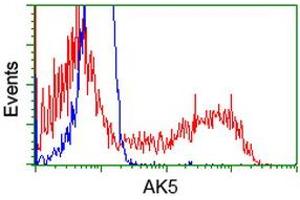 HEK293T cells transfected with either RC222241 overexpress plasmid (Red) or empty vector control plasmid (Blue) were immunostained by anti-AK5 antibody (ABIN2452725), and then analyzed by flow cytometry. (Adenylate Kinase 5 anticorps)