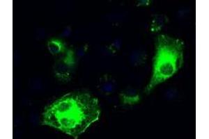 Image no. 6 for anti-Interferon Regulatory Factor 3 (IRF3) antibody (ABIN1498899) (IRF3 anticorps)