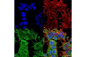 Immunocytochemistry/Immunofluorescence analysis using Mouse Anti-AMIGO-1 Monoclonal Antibody, Clone S86-36 . (AMIGO1 anticorps  (AA 554-574) (PE))