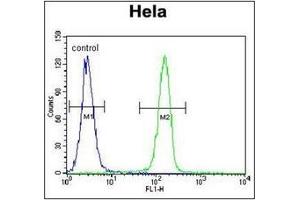 Flow Cytometric analysis of Hela cells using SELV Antibody (C-term) Cat. (Selenoprotein V anticorps  (C-Term))