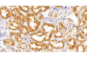 ABIN184795 (5µg/ml) staining of paraffin embedded Human Kidney. (AKR1A1 anticorps  (C-Term))