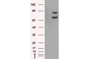 Image no. 15 for anti-P450 (Cytochrome) Oxidoreductase (POR) antibody (ABIN1497744) (POR anticorps)