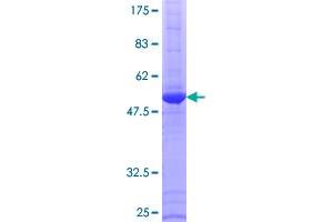 ES cell expressed Ras (ERAS) (AA 1-233) protein (GST tag)