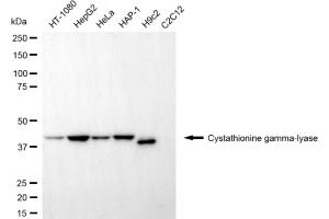 Western blotting analysis using cystathionine gamma-lyase antibody (ABIN7798232).