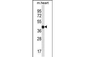 Western blot analysis in mouse heart tissue lysates (35ug/lane). (LPAR6 anticorps  (AA 106-134))