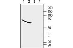 Western blot analysis of human U-87 MG glioblastoma cell line lysate (lanes 1 and 3) and human Malme-3M melanoma cell line lysate (lanes 2 and 4): - 1,2.
