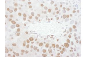 Immunohistochemistry (IHC) image for anti-TAR DNA Binding Protein (TARDBP) (AA 150-200) antibody (ABIN7454905)